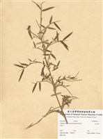 藏品(玉山箭竹)的圖片